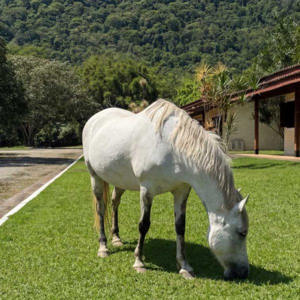 terapia-com-animais-para-idosos.jpg